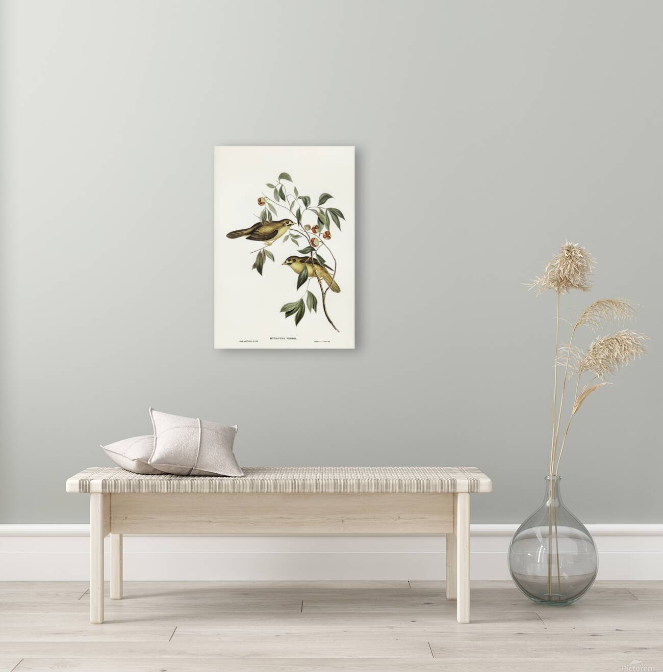 Bell Miner Bellbird Reproduction