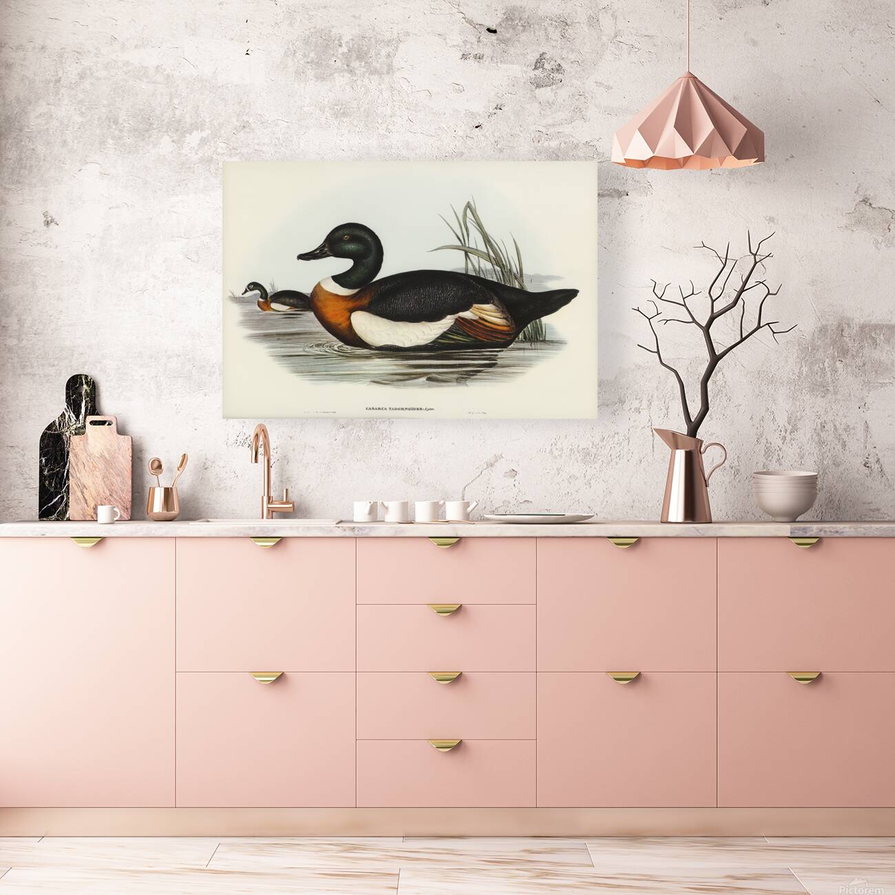 Australian Shelduck Reproduction