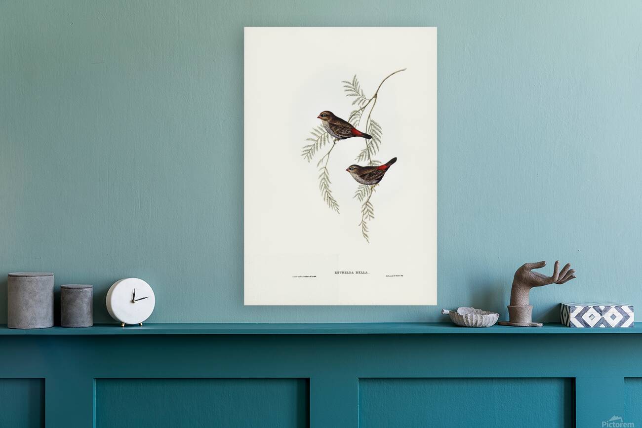 Beautiful Firetail Reproduction