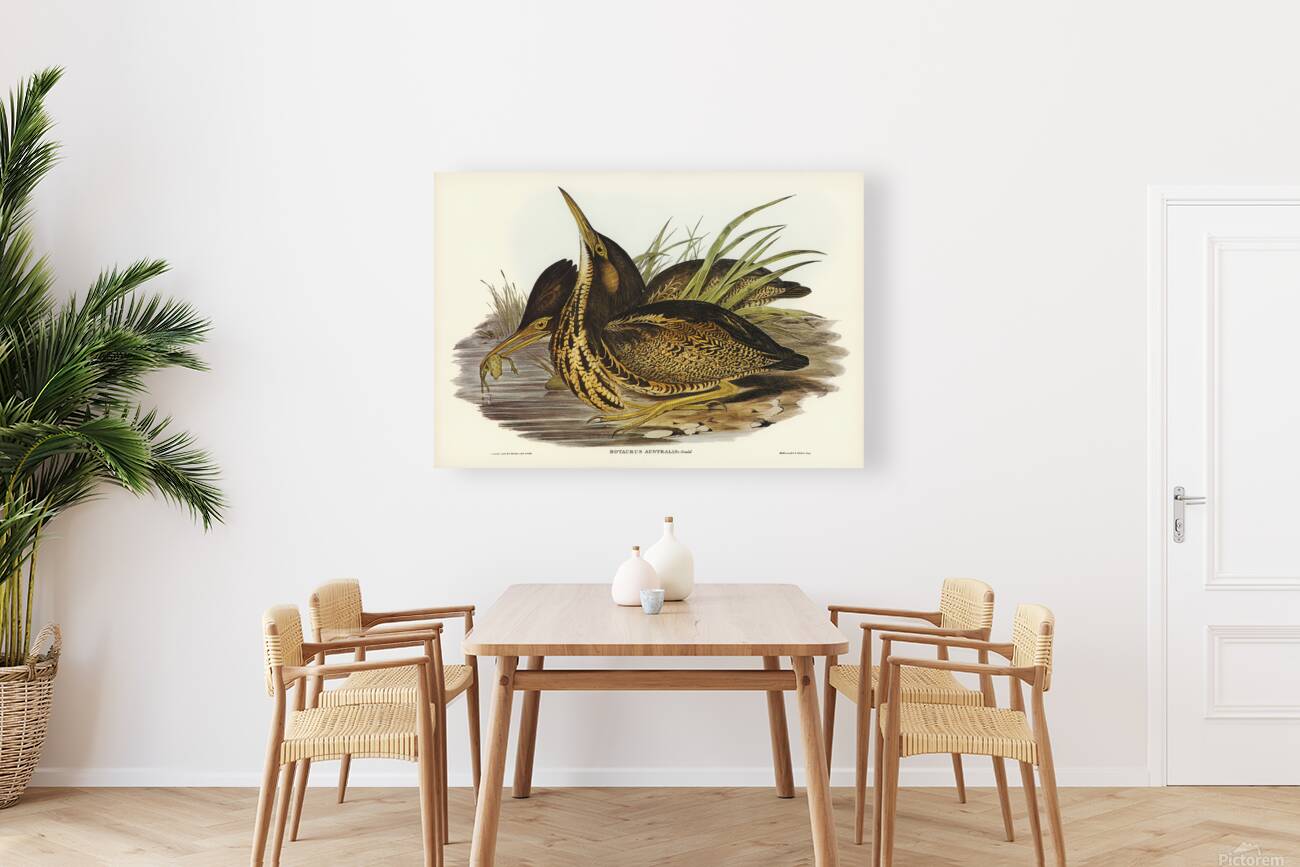 Australian brown bittern Reproduction