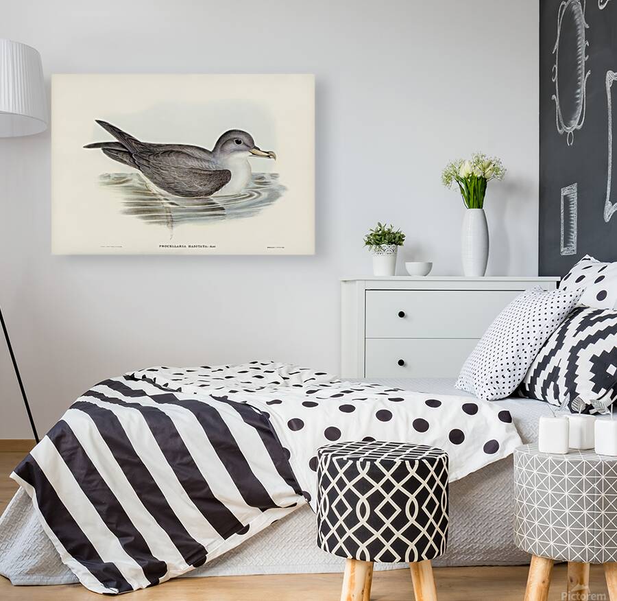 Black Capped Petrel Reproduction