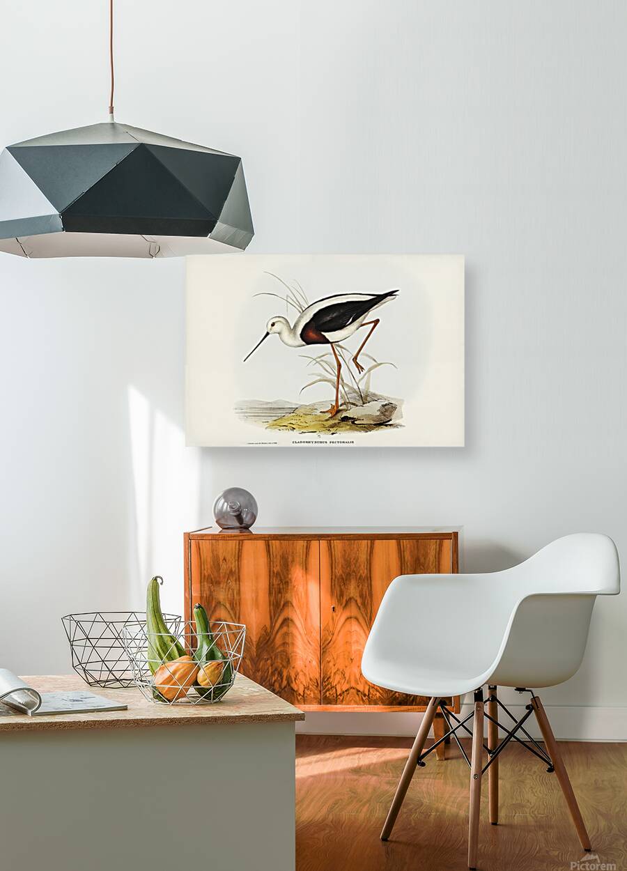 Banded Stilt Reproduction