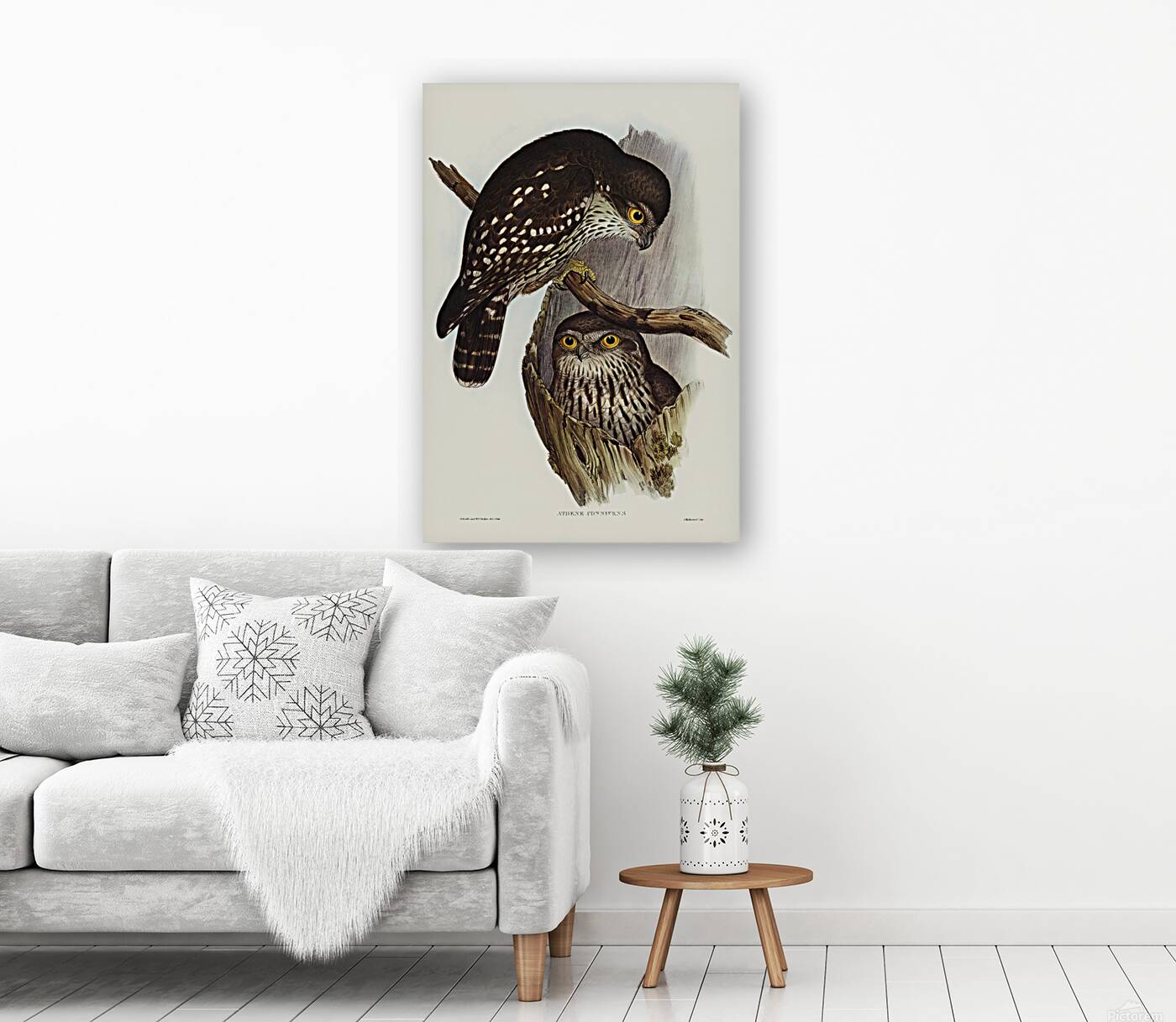 Barking owl Reproduction