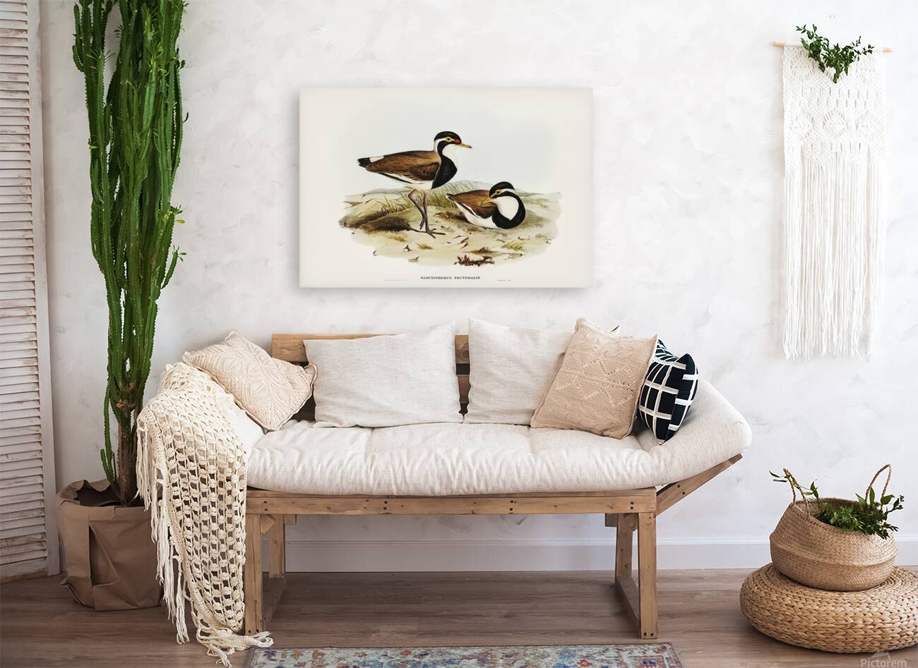 Banded Lapwing Reproduction