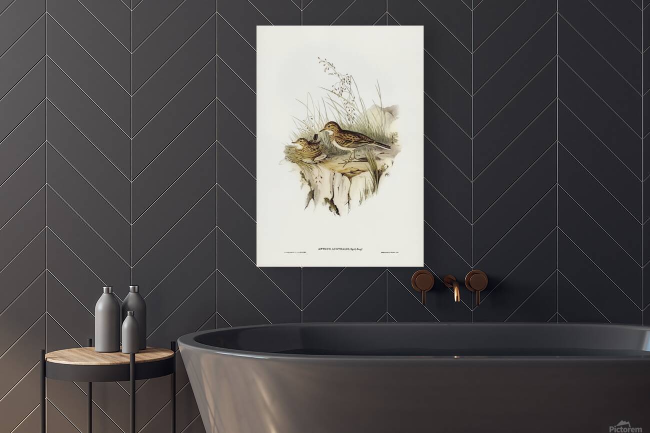 Australasian Pipit Reproduction