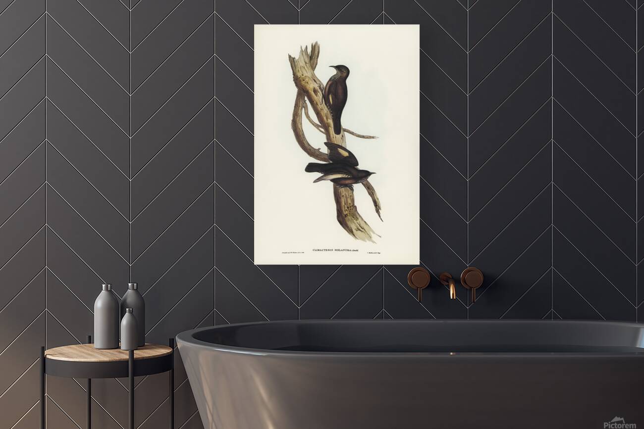 Black Tailed Treecreeper Reproduction