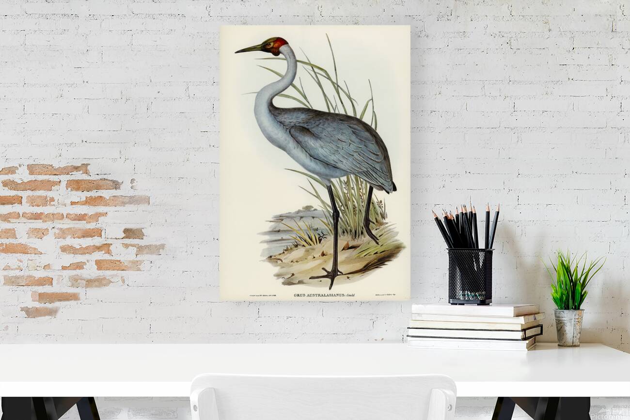 Brolga Reproduction