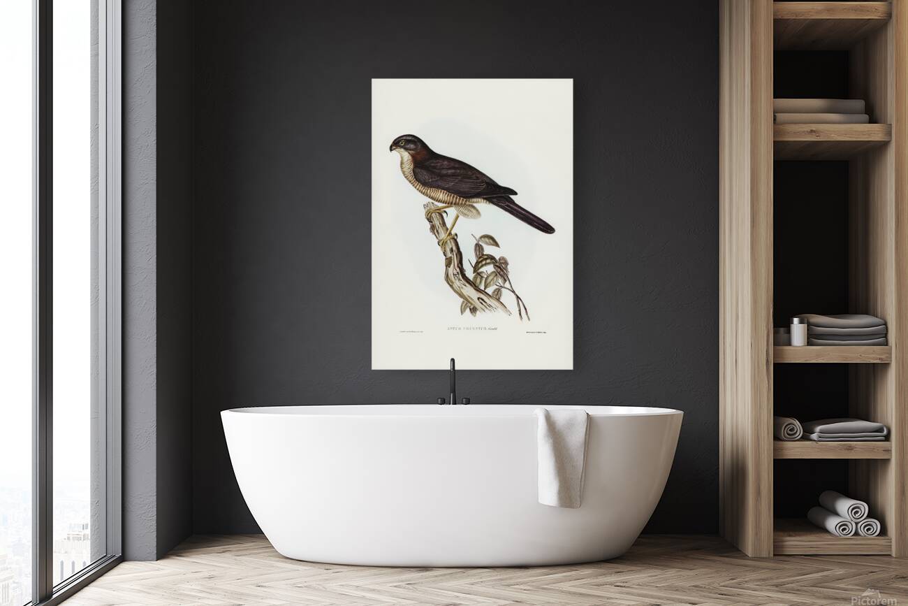 Brown Goshawk Reproduction