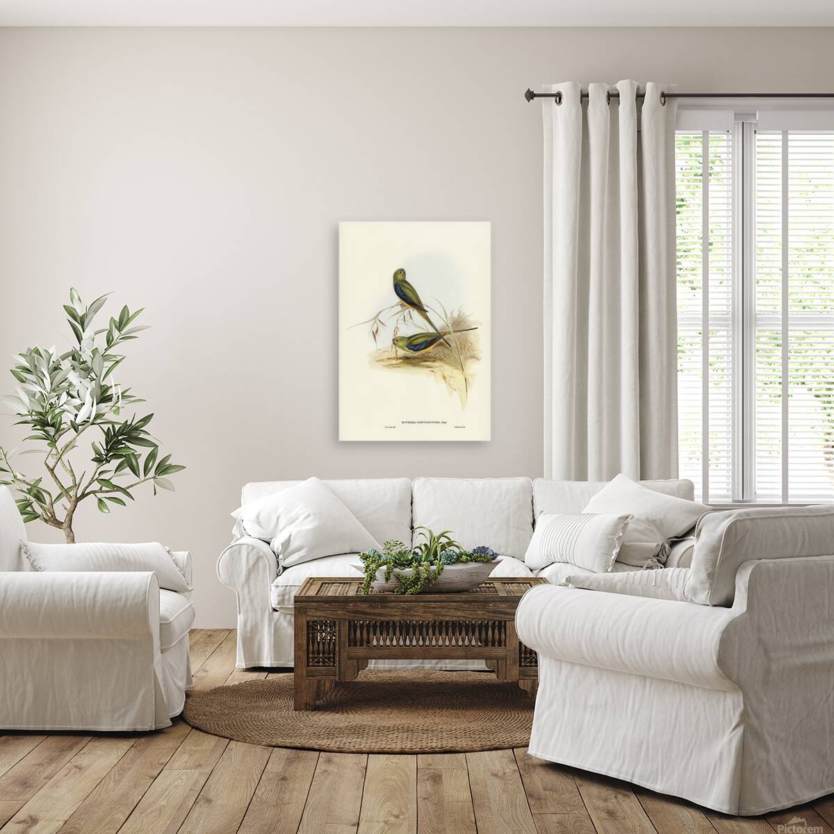 Blue Winged Parrot Reproduction