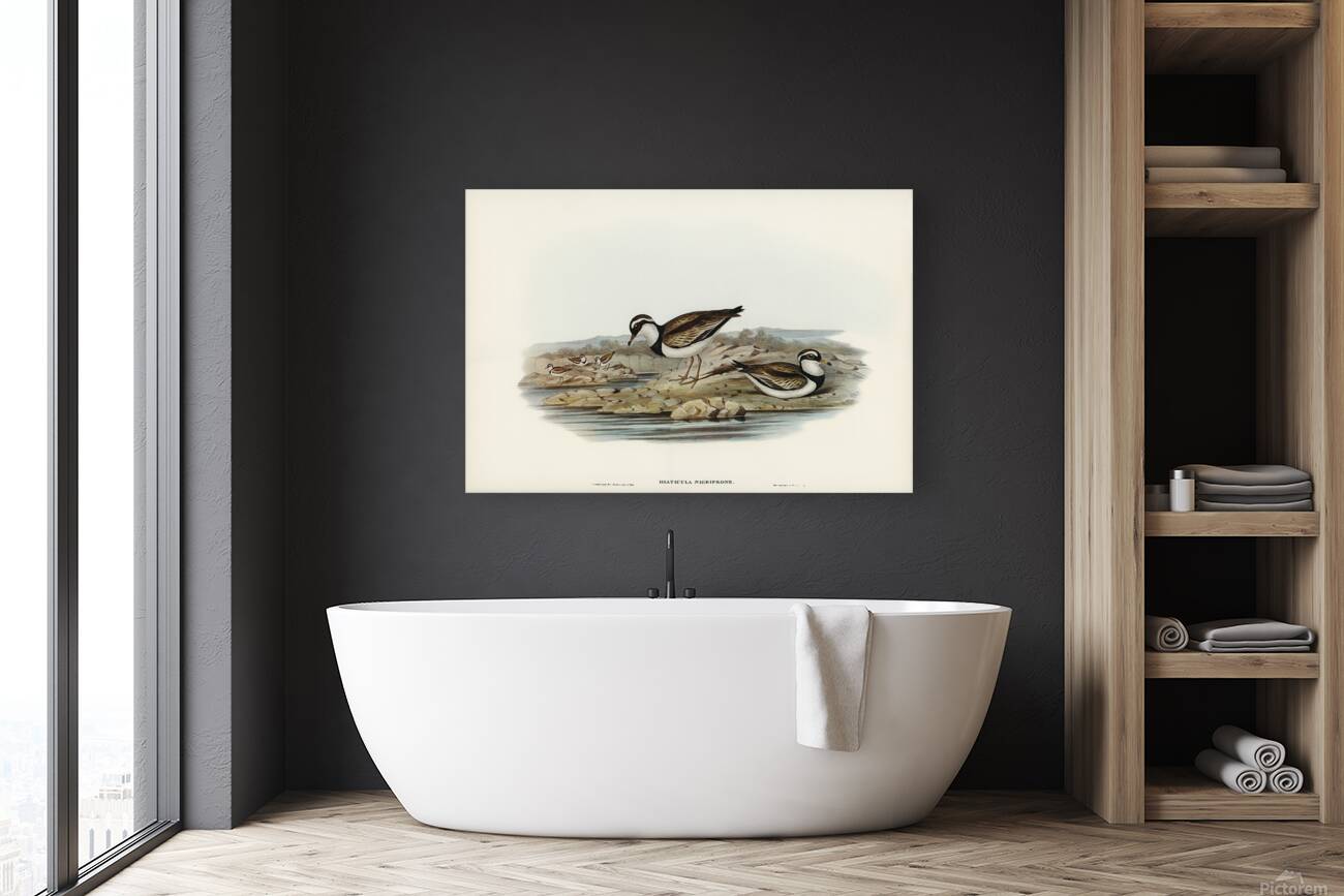 Black Fronted Dotterel Reproduction