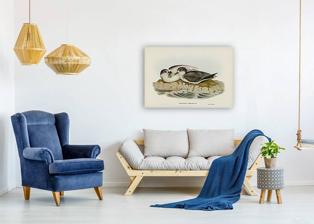Blue Petrel Reproduction