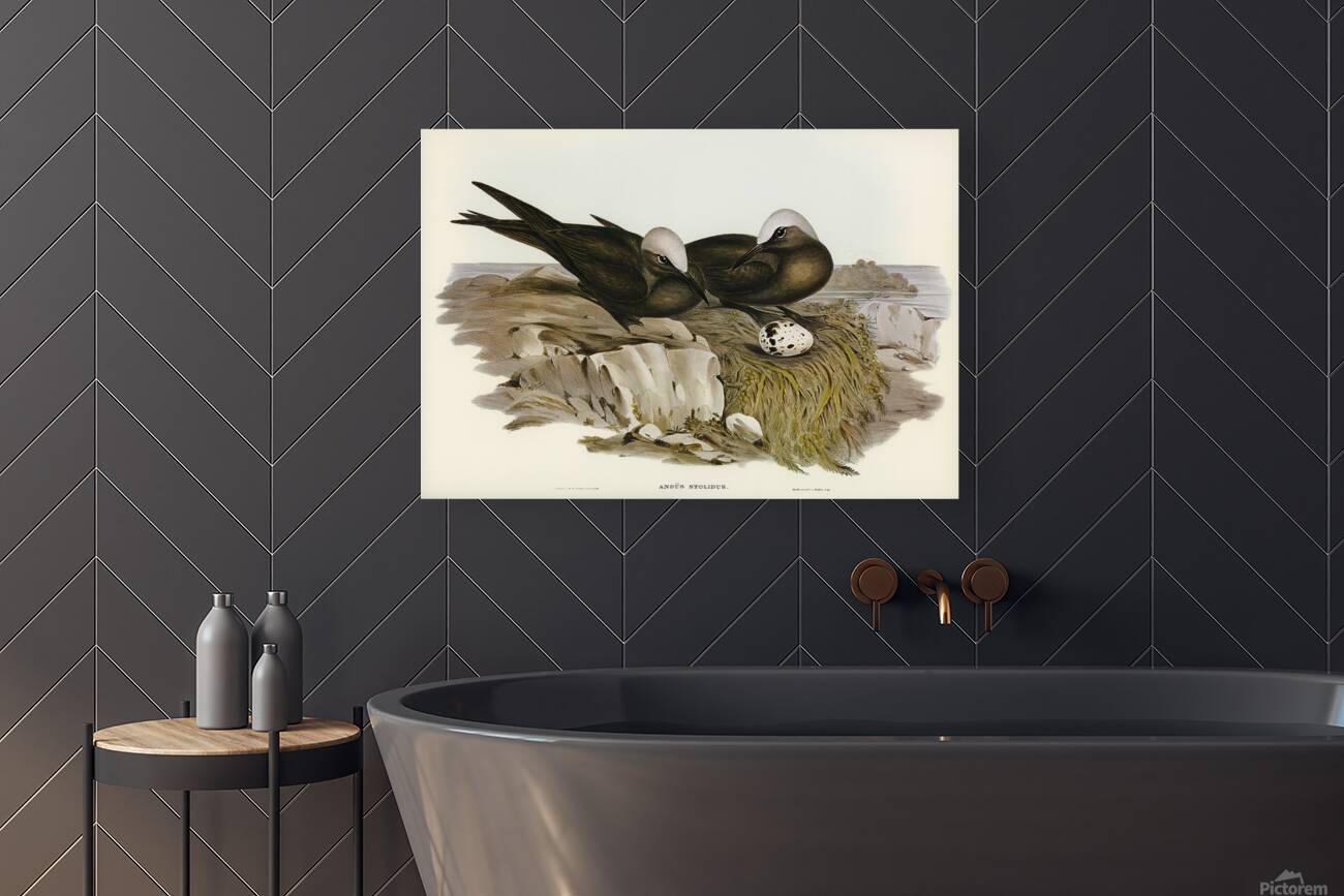 Brown Noddy Reproduction
