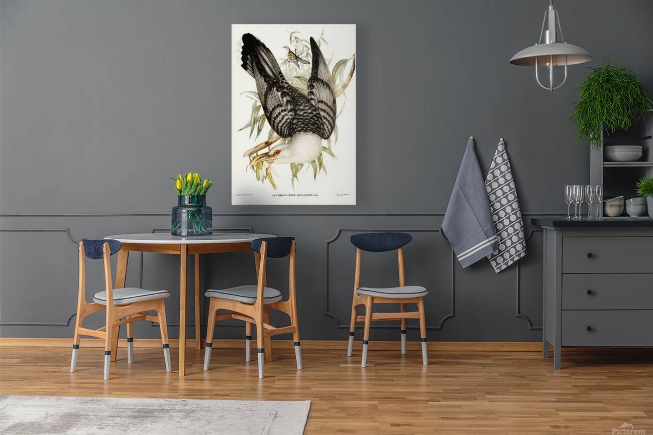 Channel Billed Cuckoo Reproduction