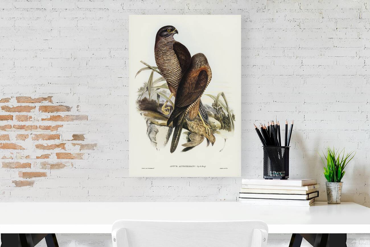 Brown Goshawk 2 Reproduction