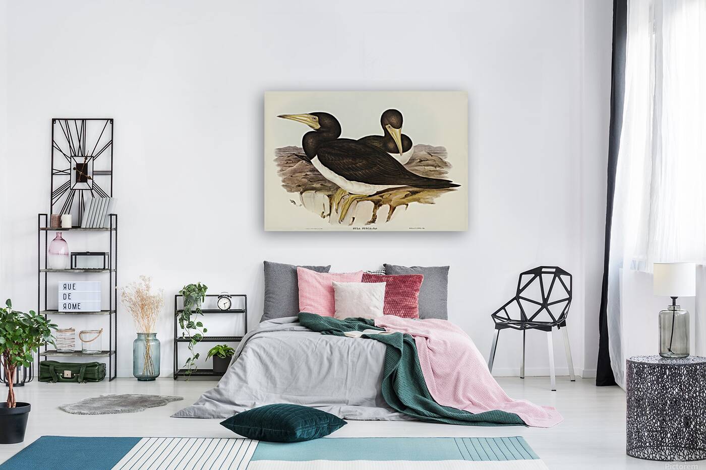 Brown Booby Reproduction