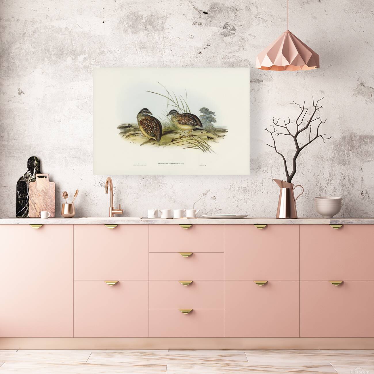 Chestnut Backed Buttonquail Reproduction