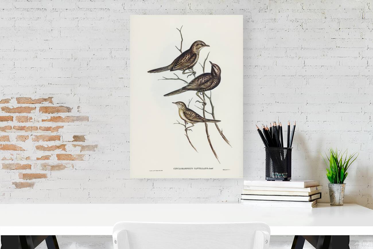 Brown Songlark Reproduction