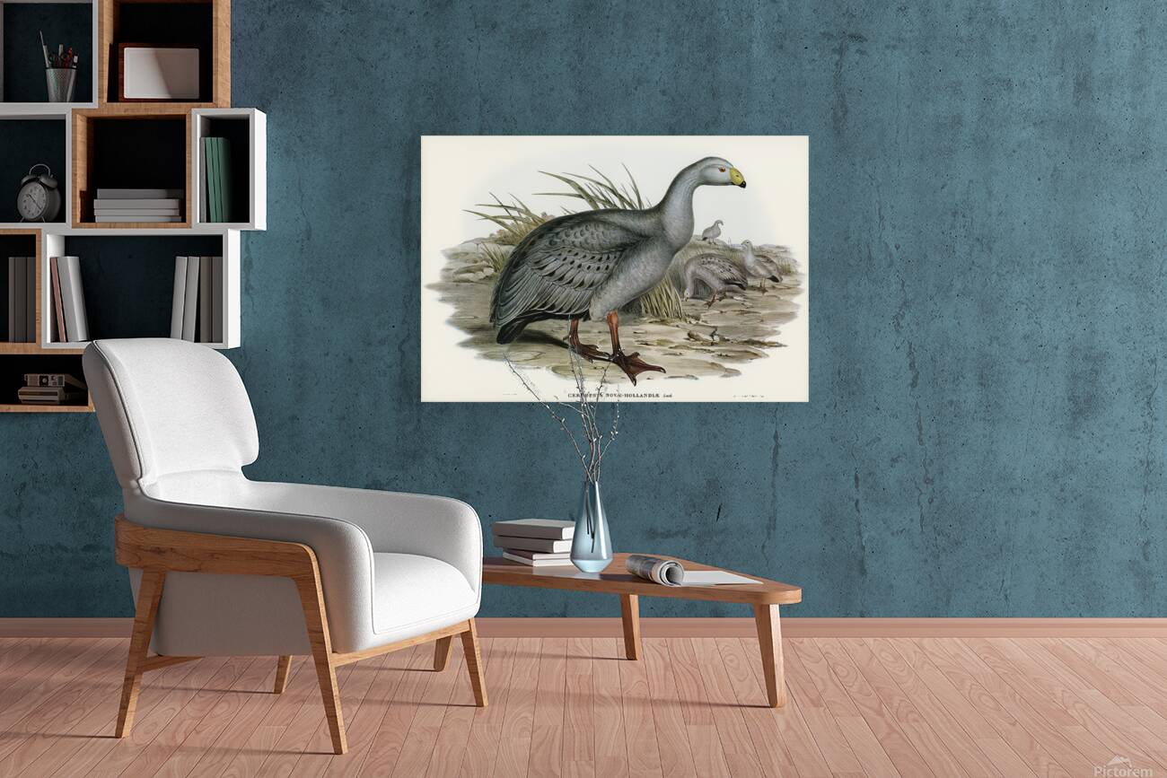 Cape Barren goose Reproduction