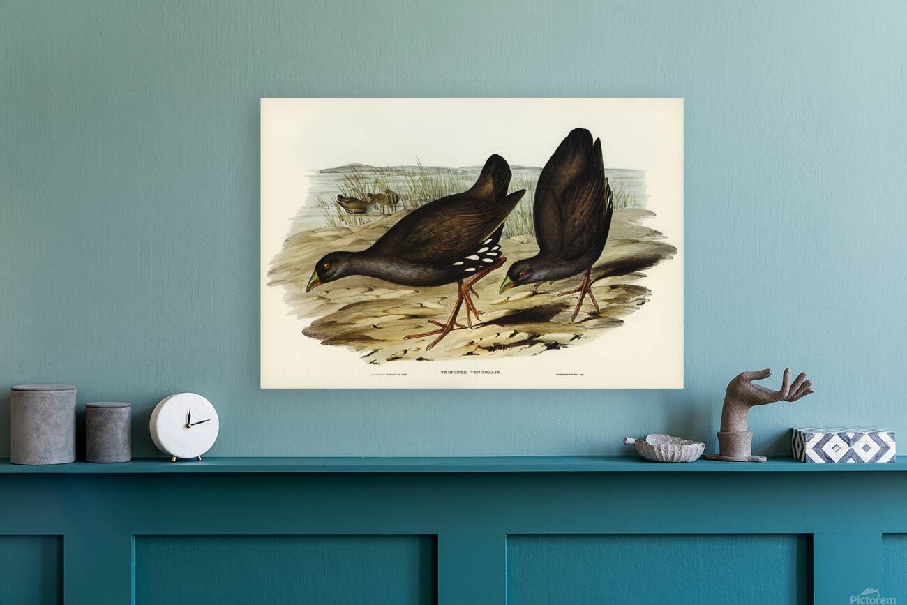 Black Tailed Nativehen Reproduction