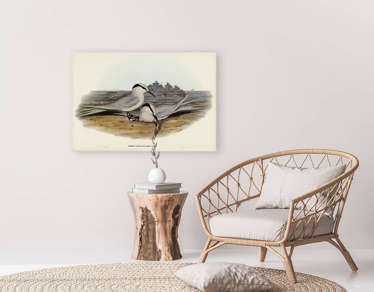 Black Naped Tern Reproduction