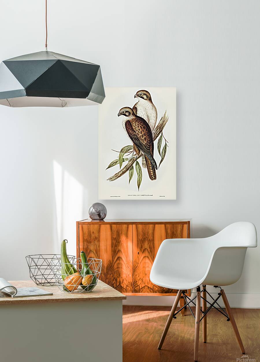 Brown Falcon Reproduction