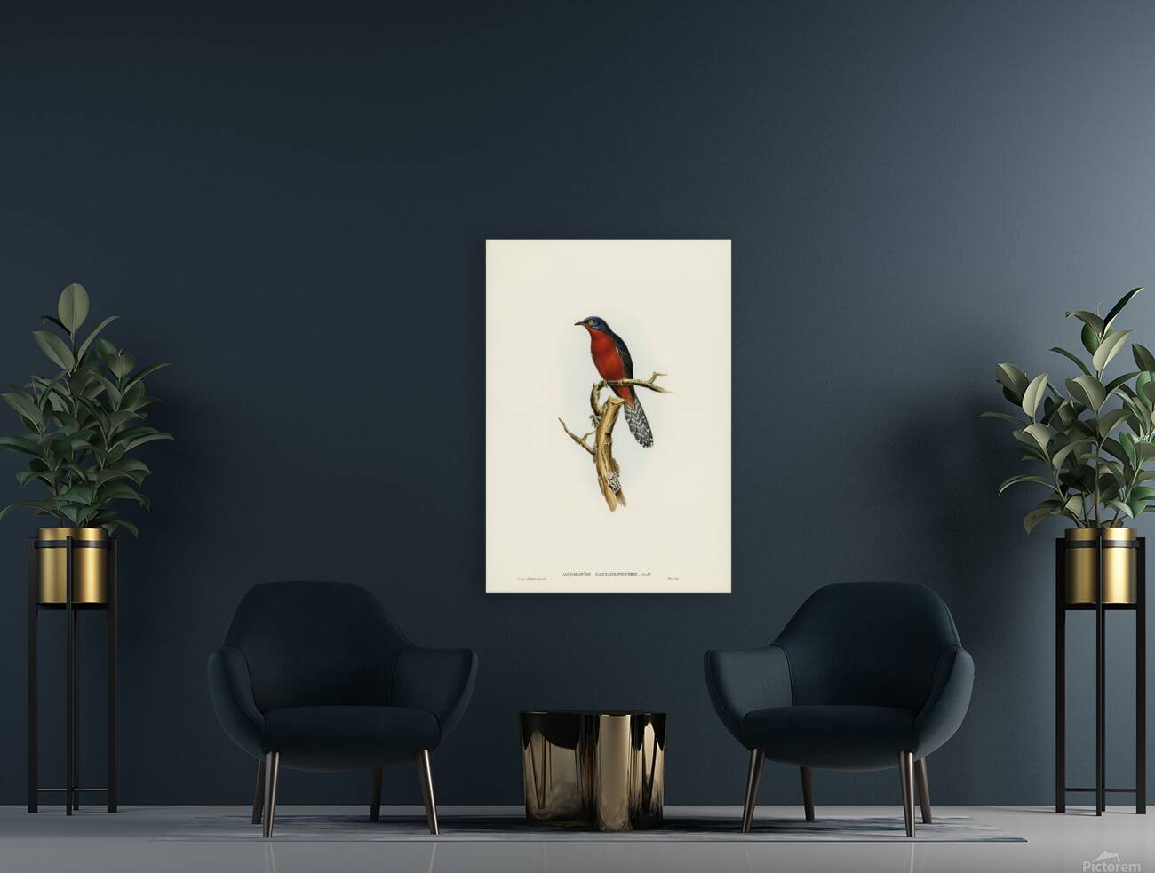 Chestnut Breasted Cuckoo Reproduction
