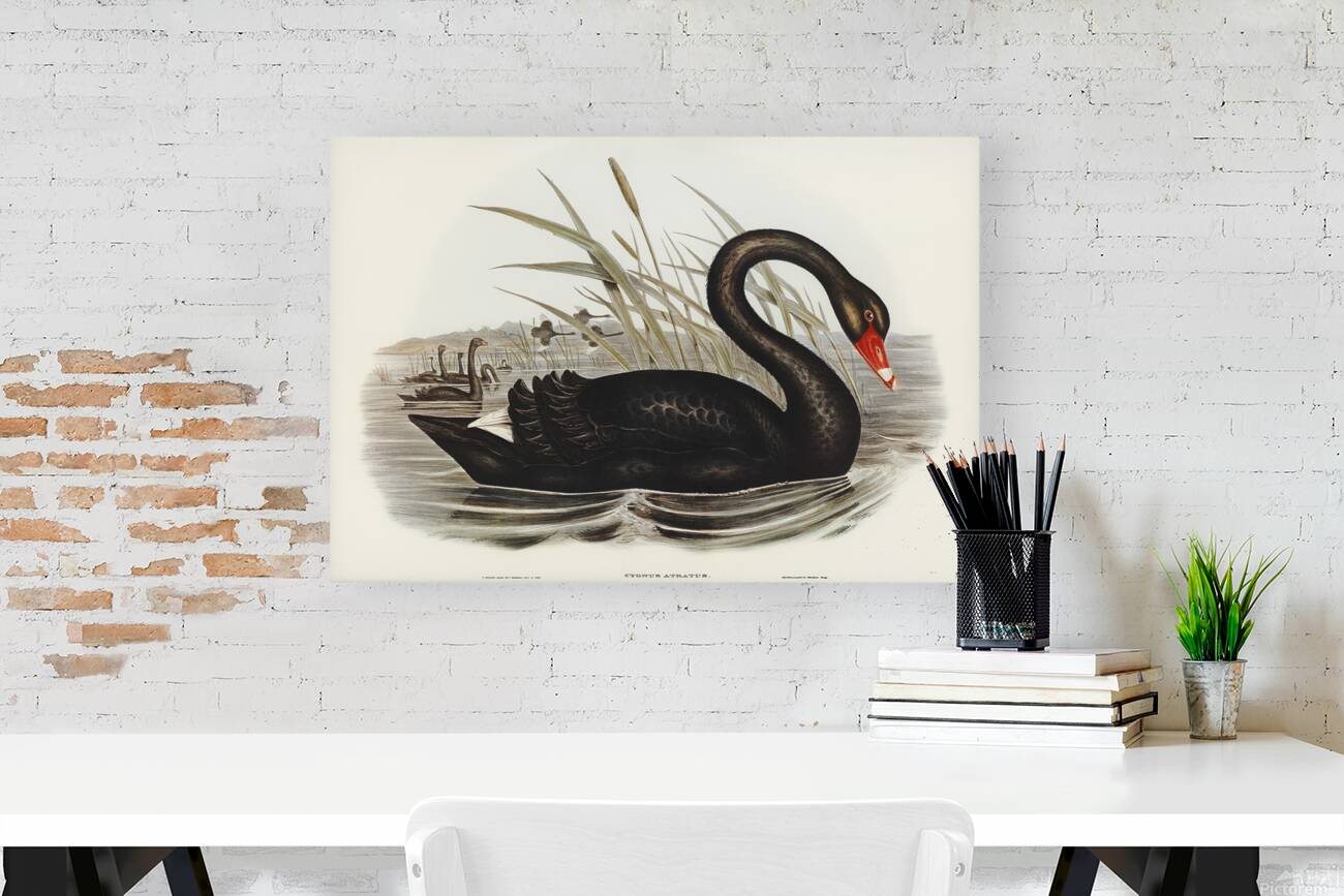 Black Swan Reproduction