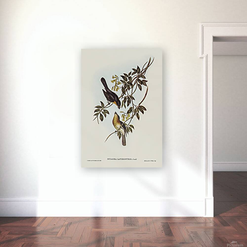 Broad Billed Flycatcher Reproduction