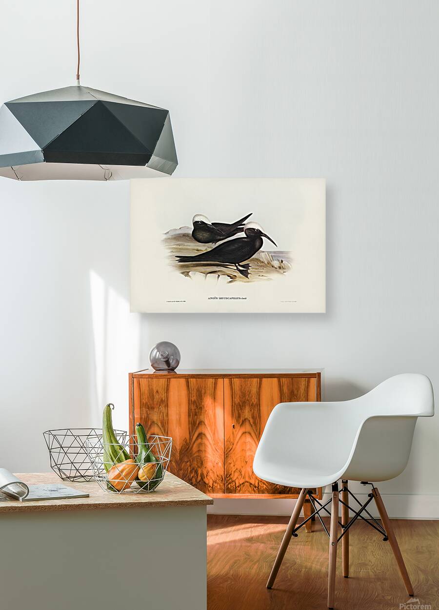 Black Noddy Reproduction
