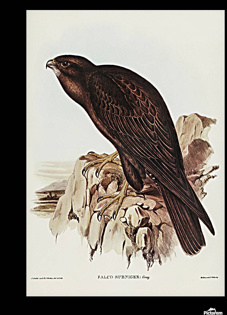 Black Falcon Reproduction