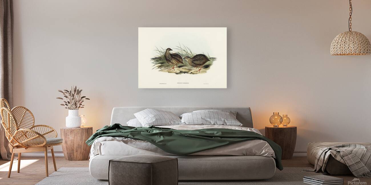 Brown Quail Reproduction