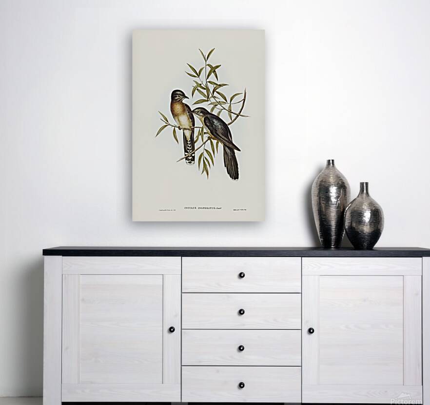 Brush Cuckoo Reproduction