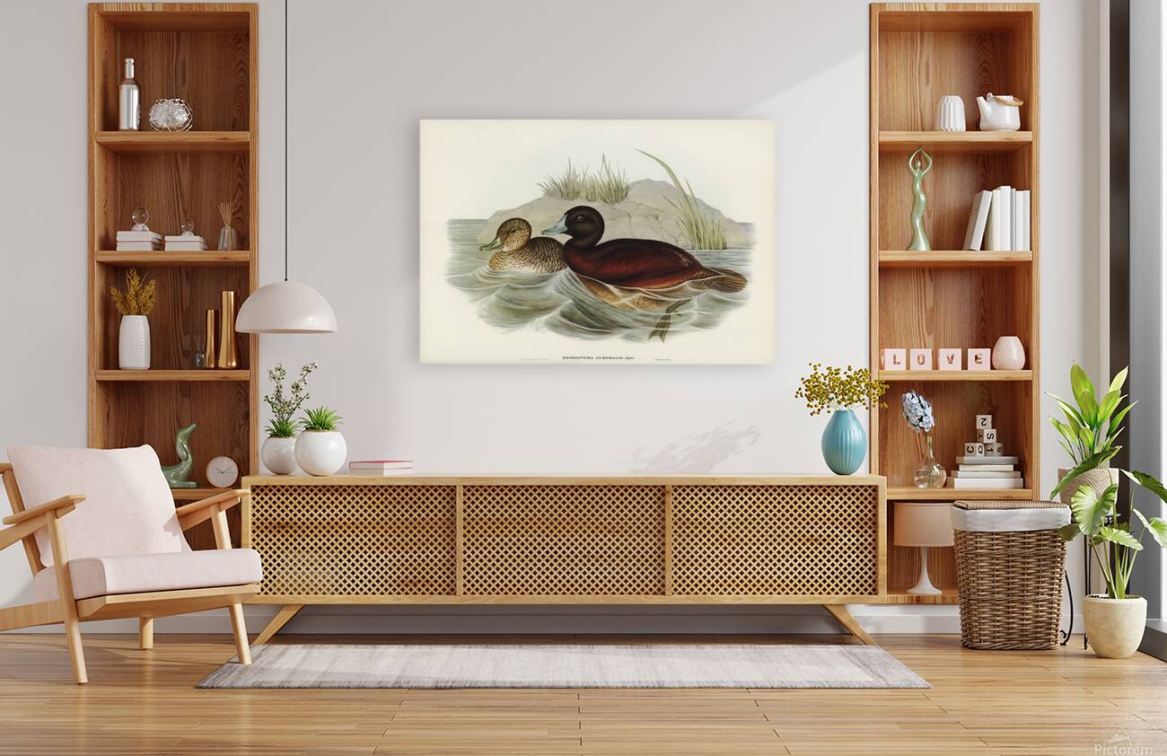 Blue Billed Duck Reproduction