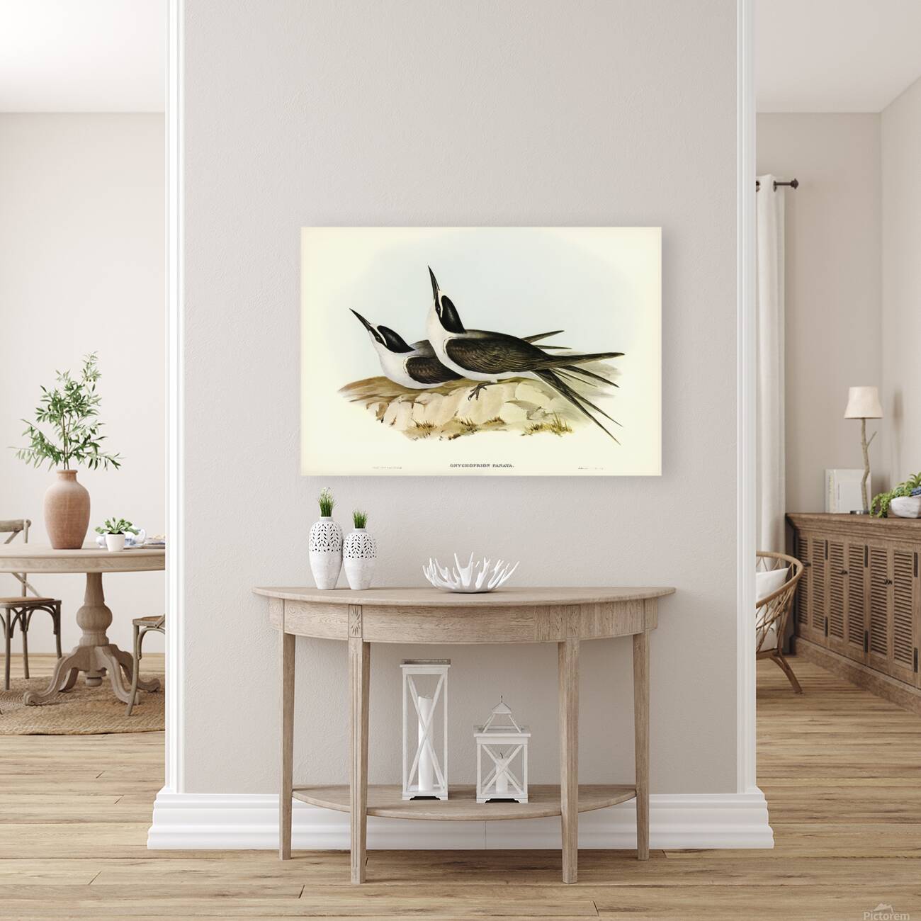 Bridled Tern Reproduction