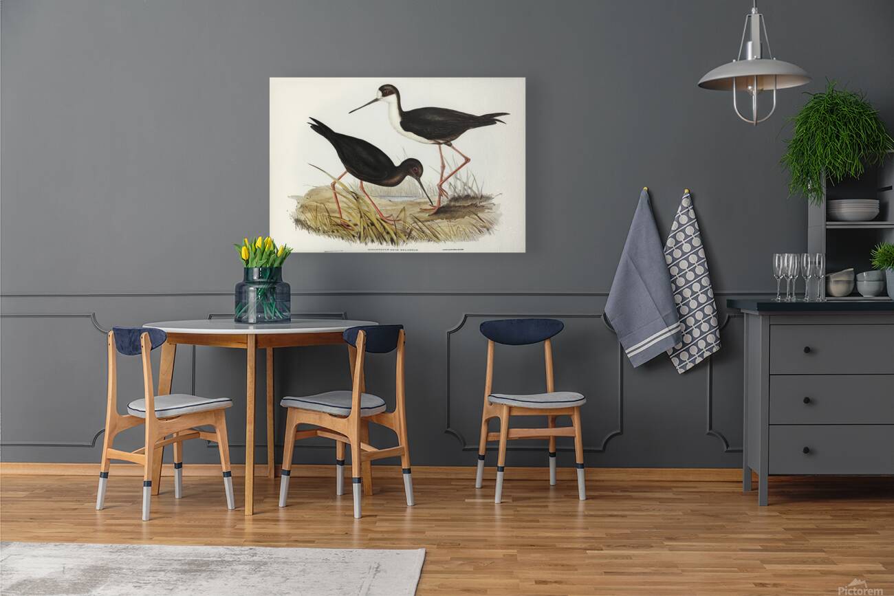 Black Stilt Reproduction