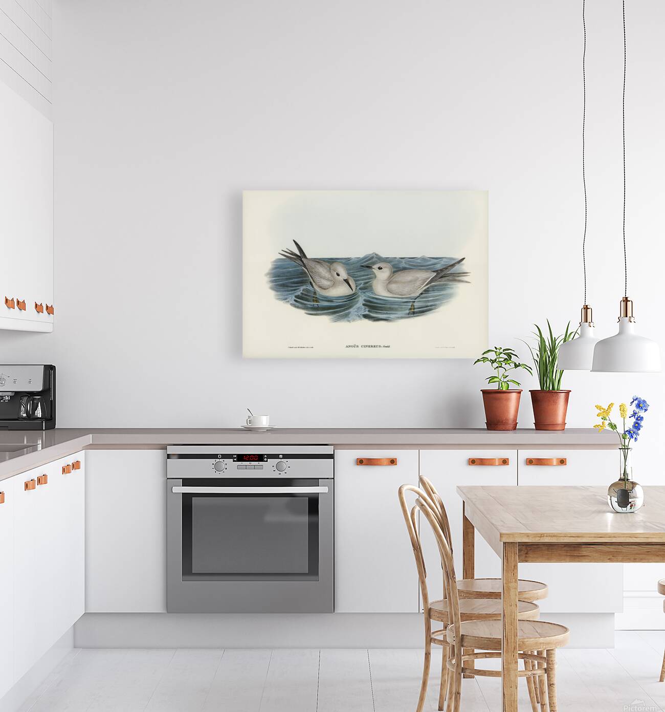 Blue Noddy Reproduction