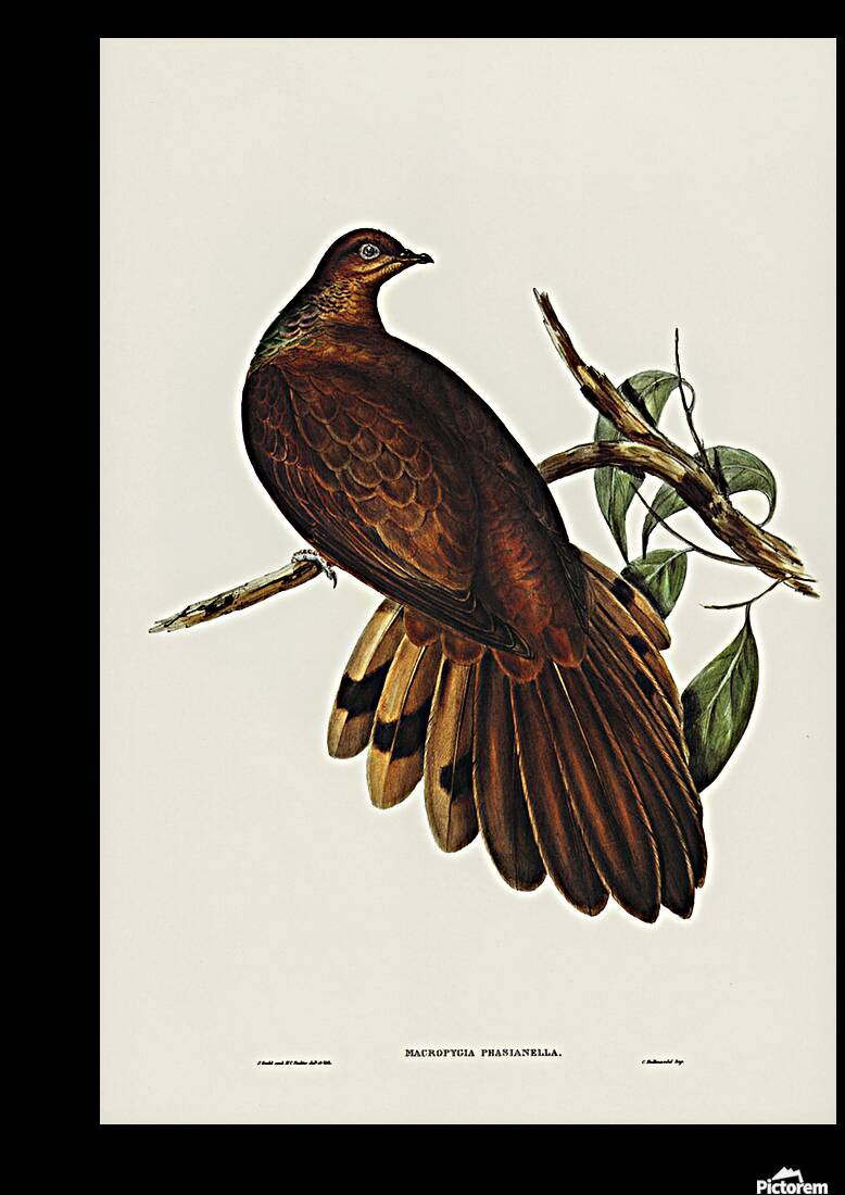 Brown Cuckoo Dove Reproduction