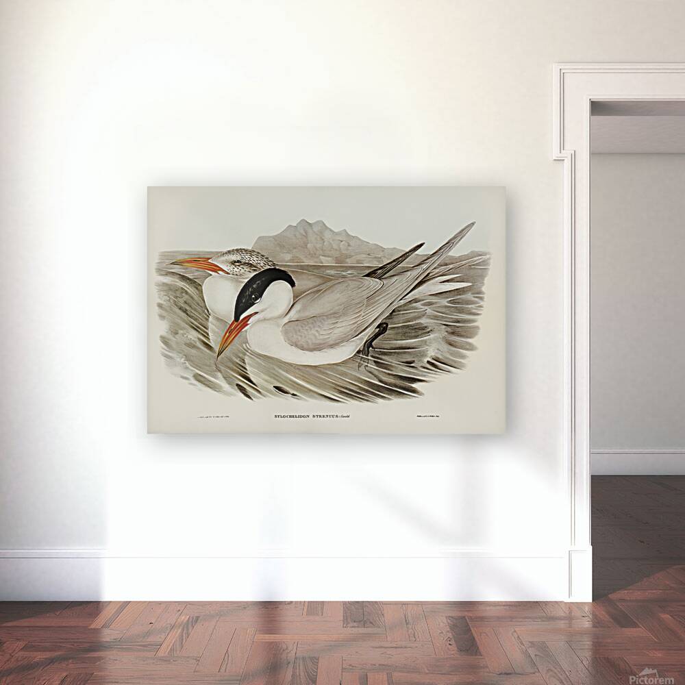 Caspian Tern Reproduction