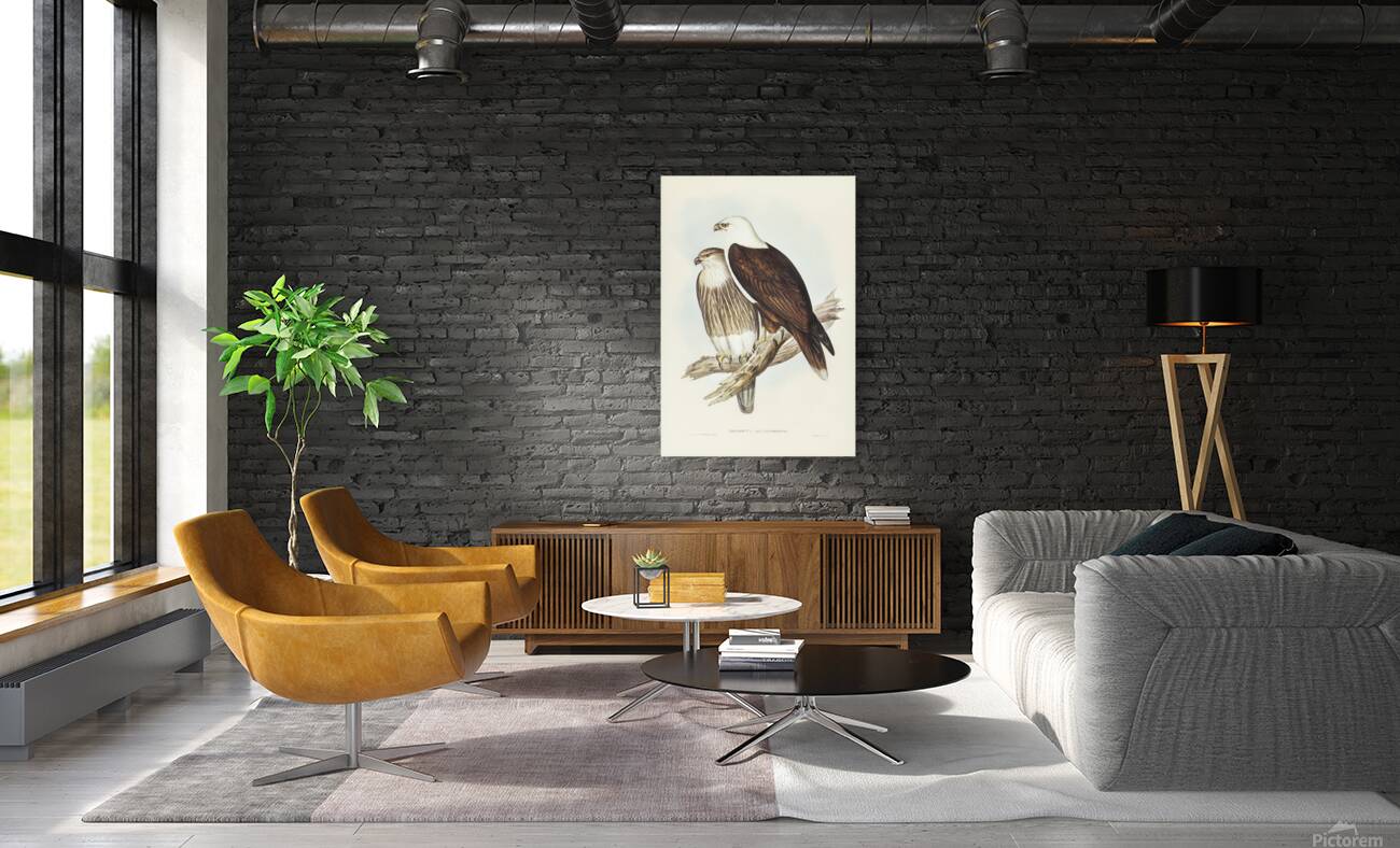 Brahminy Kite Reproduction