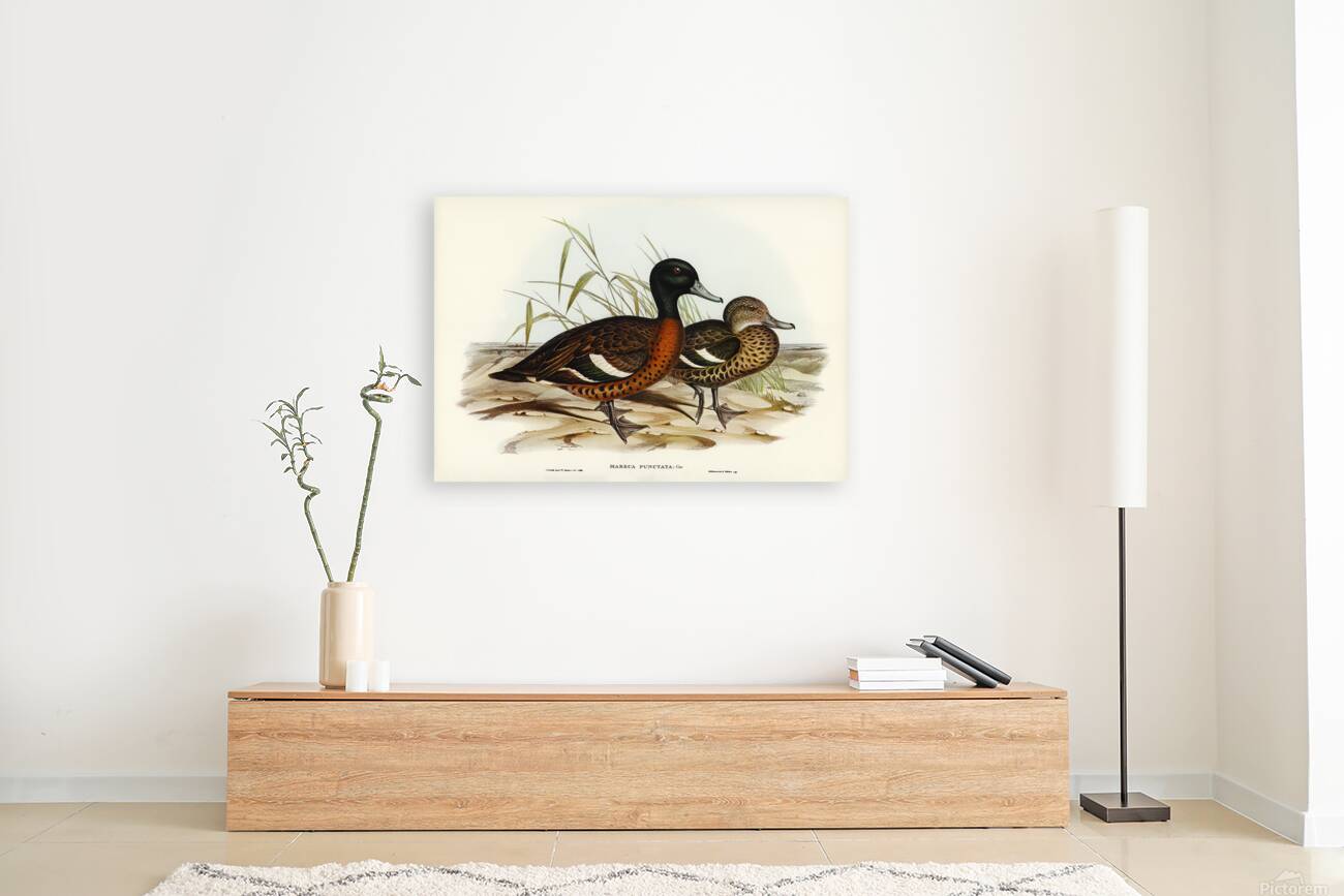 Chestnut Teal Reproduction