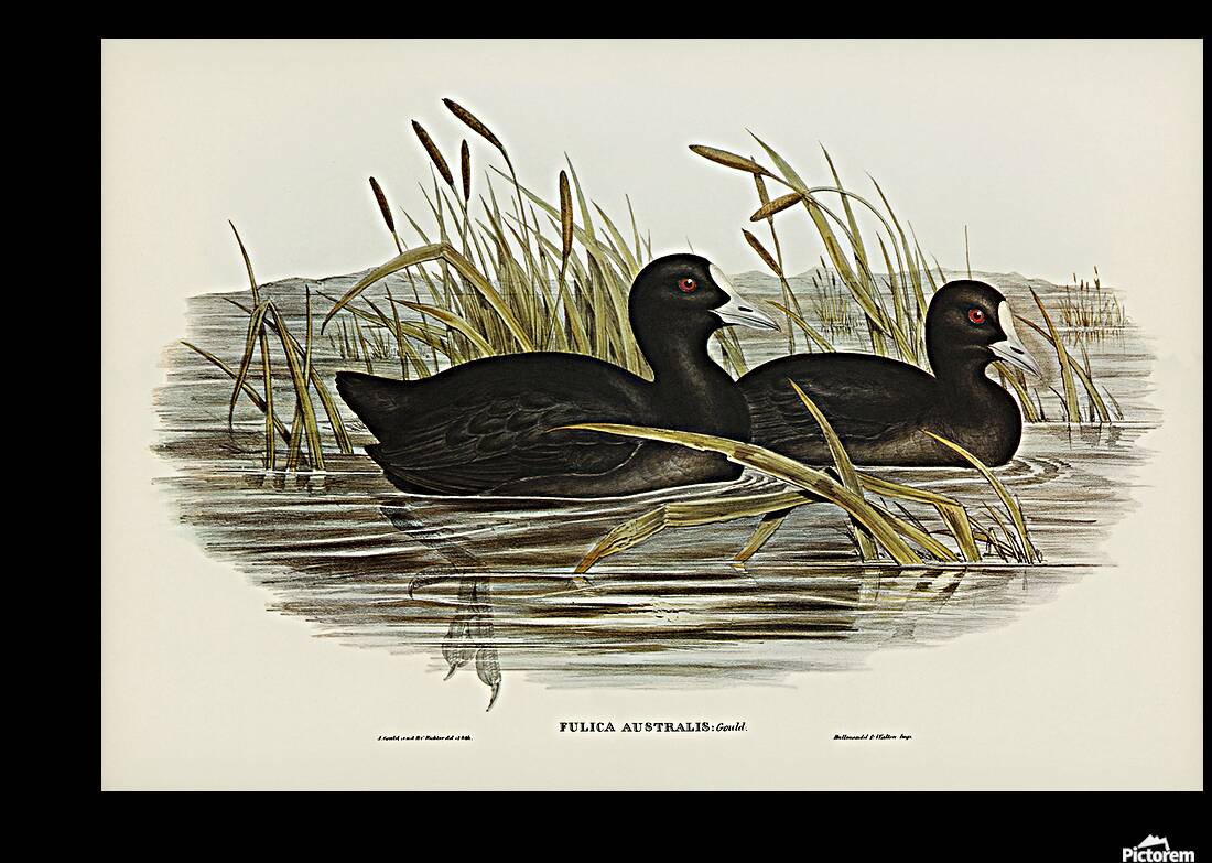 Eurasian Coot Reproduction