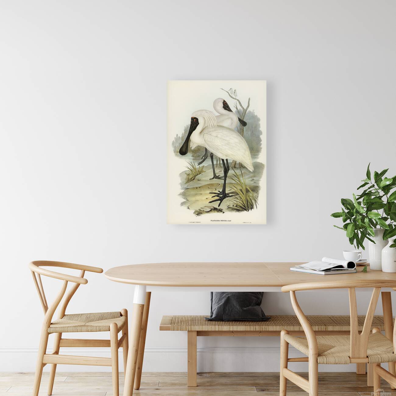 Eurasian Spoonbill Reproduction