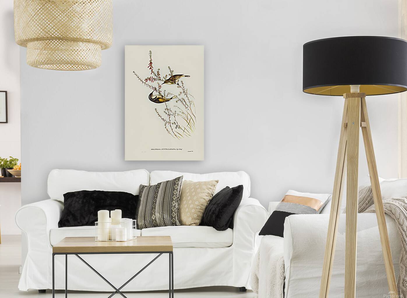 Crescent Honeyeater Reproduction