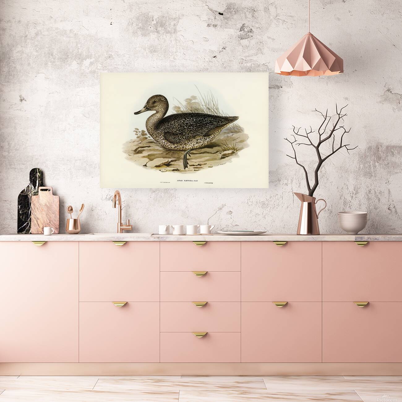 Freckled Duck Reproduction