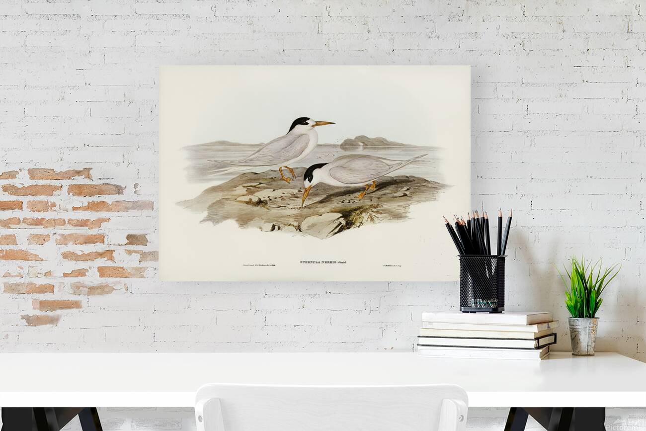 Fairy Tern Reproduction
