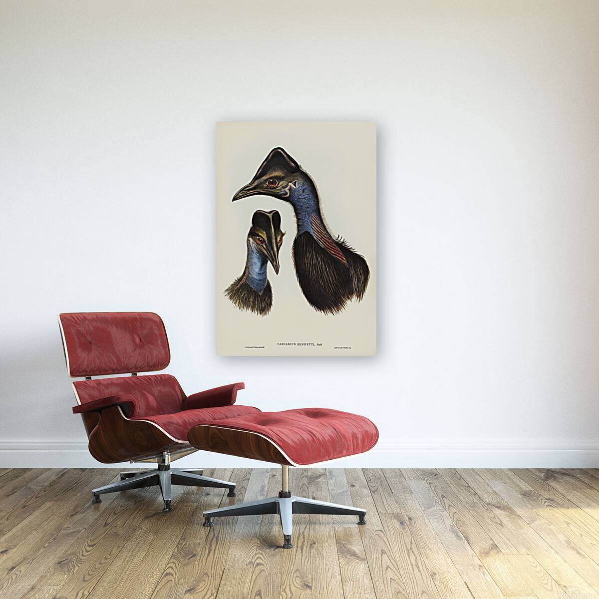 Dwarf cassowary Reproduction