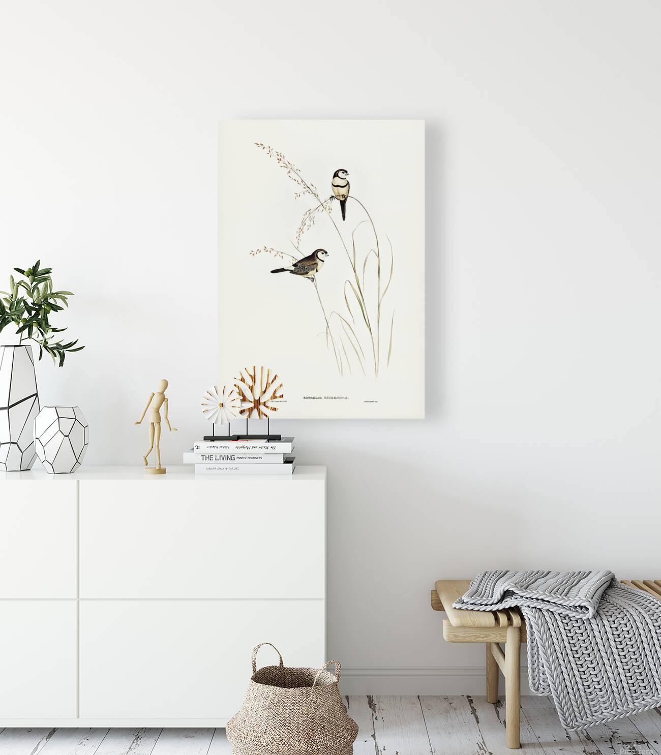 Double Barred Finch Reproduction