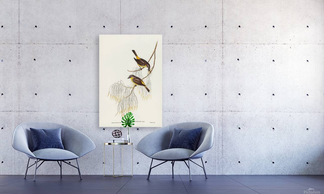 Eastern Yellow Robin Reproduction