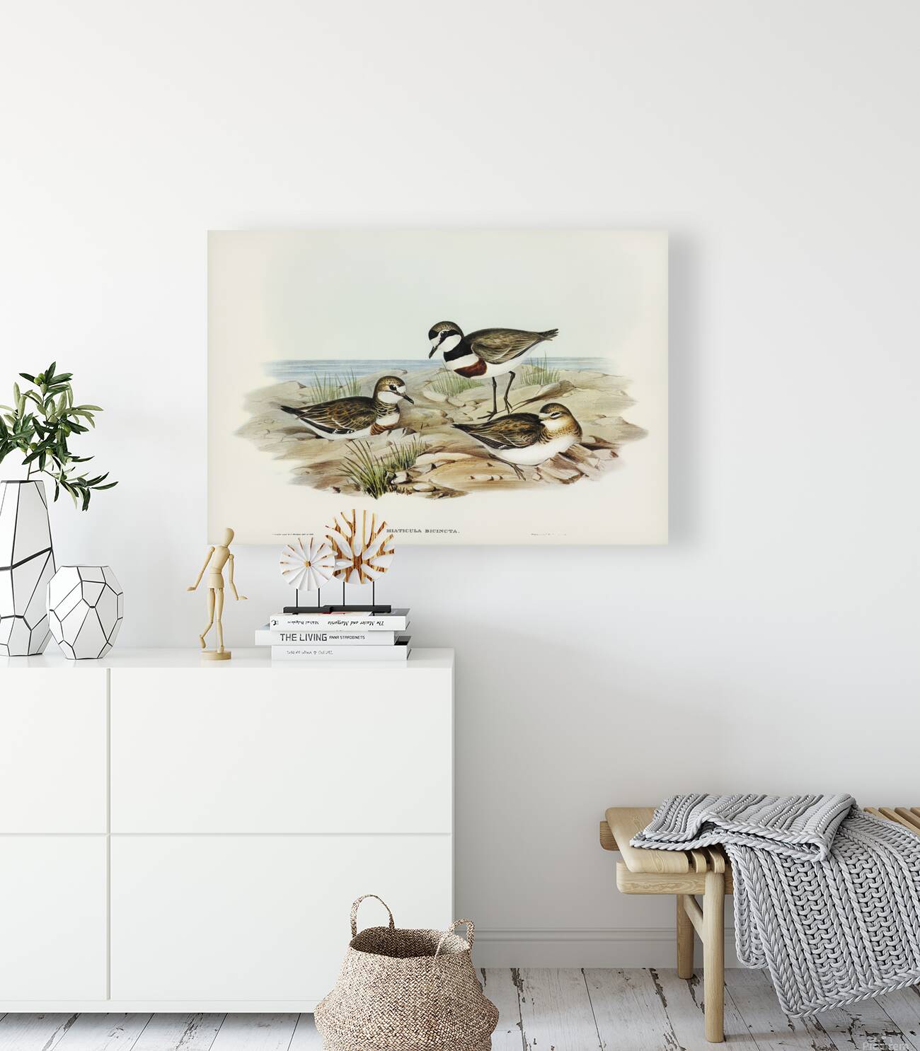 Double Banded Plover Reproduction