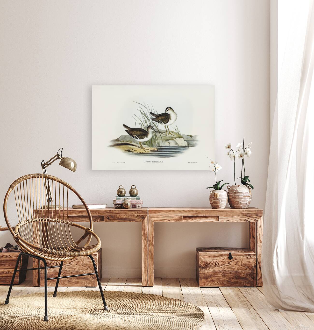 Common Sandpiper Reproduction